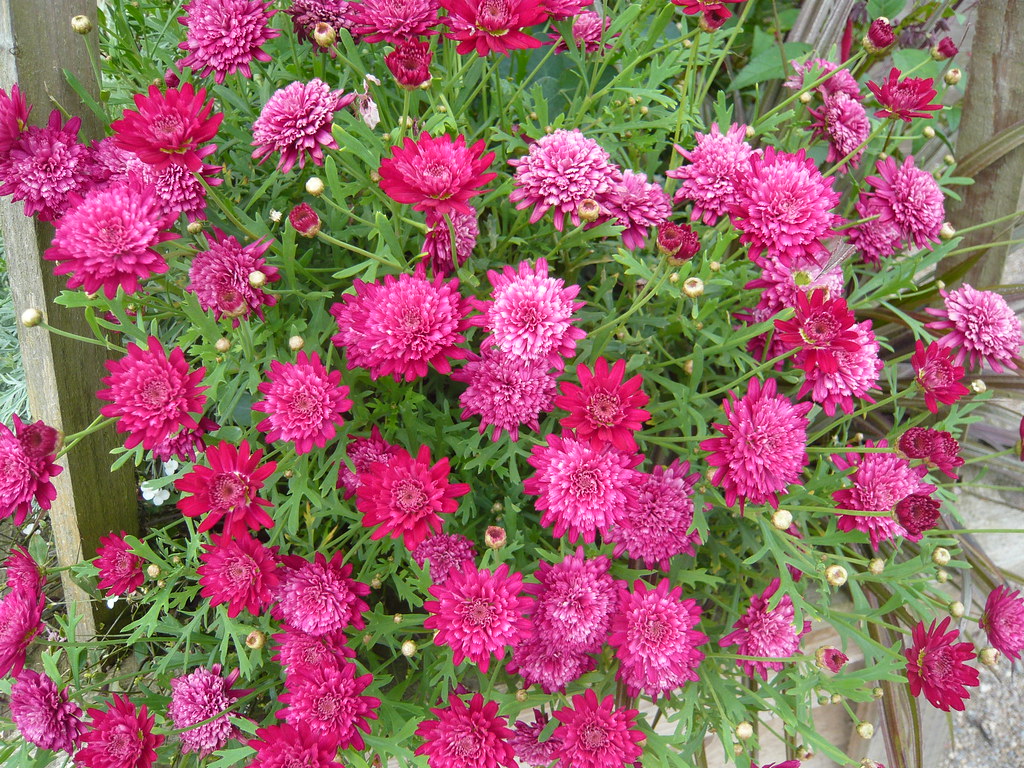 Astrantia Cerise Button