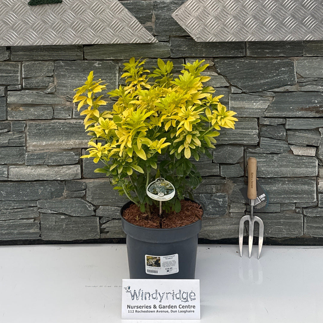 CHOISYA ternata 'Sundance' 7.5L
