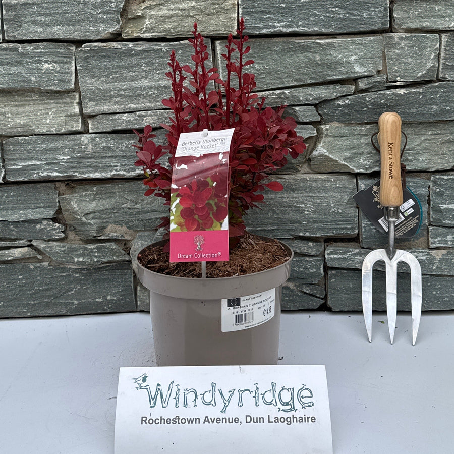 BERBERIS T. ORANGE ROCKET - Shrubs - Windyridge Garden Centre