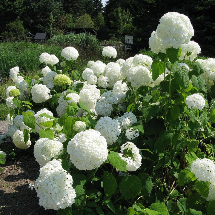 Hydrangea-arb.-Annabelle-Flower-1