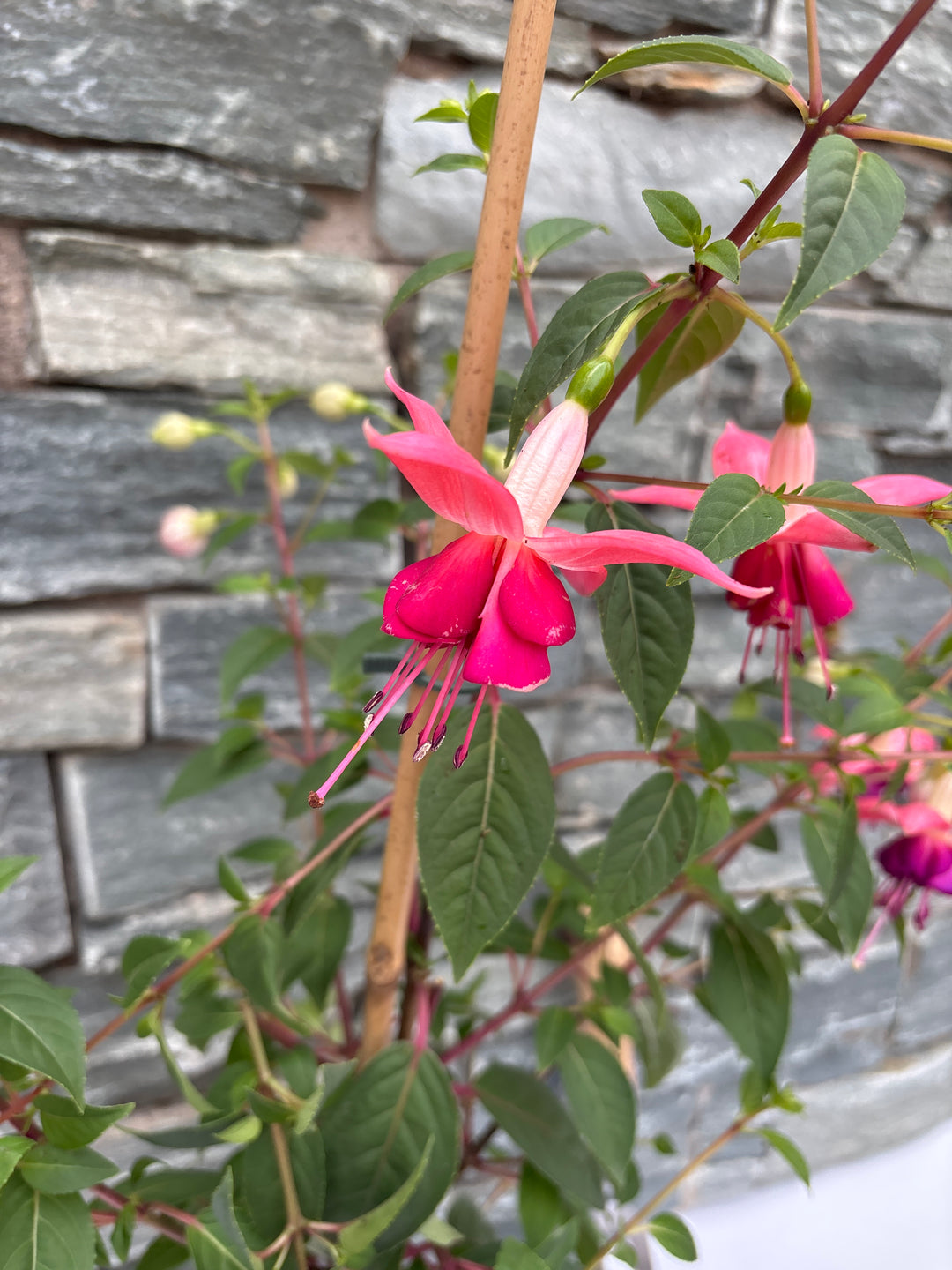 Fuchsia 'Paula Jane'  P17 - Shrubs - Windyridge Garden Centre