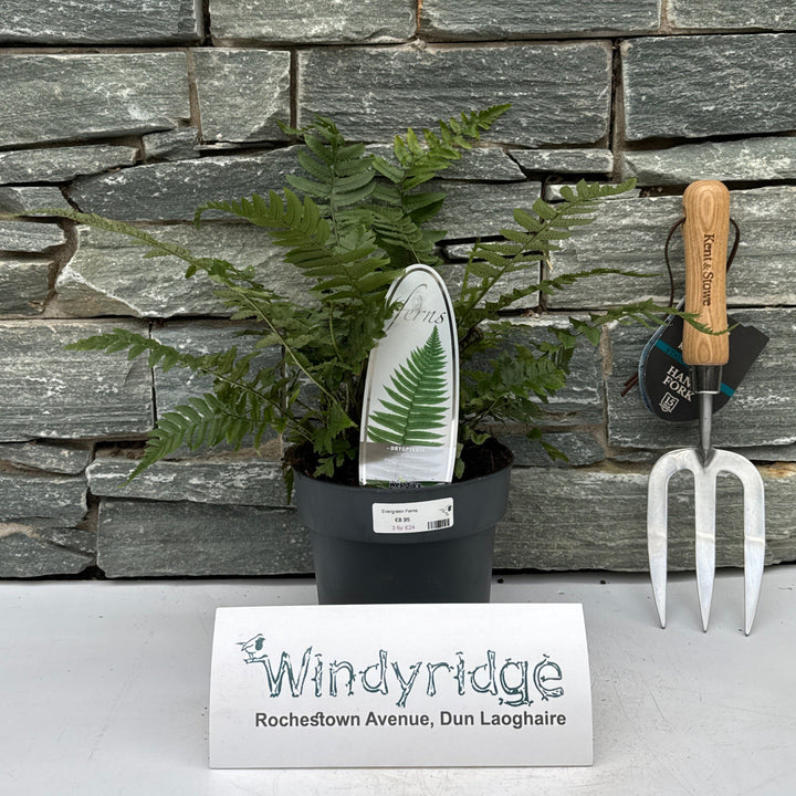 Evergreen Ferns