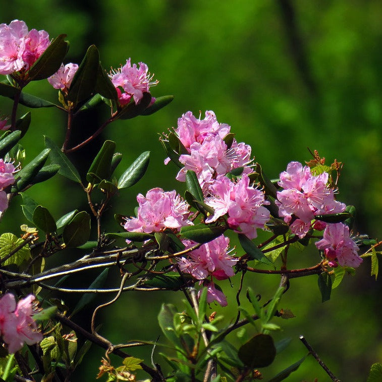 Rhododendron Bloombux Magenta