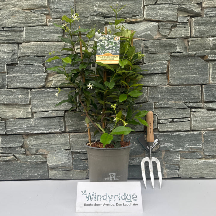 TRACHELOSPERMUM JASMINOIDES (RP) 60cm 3.5ltr Pot
