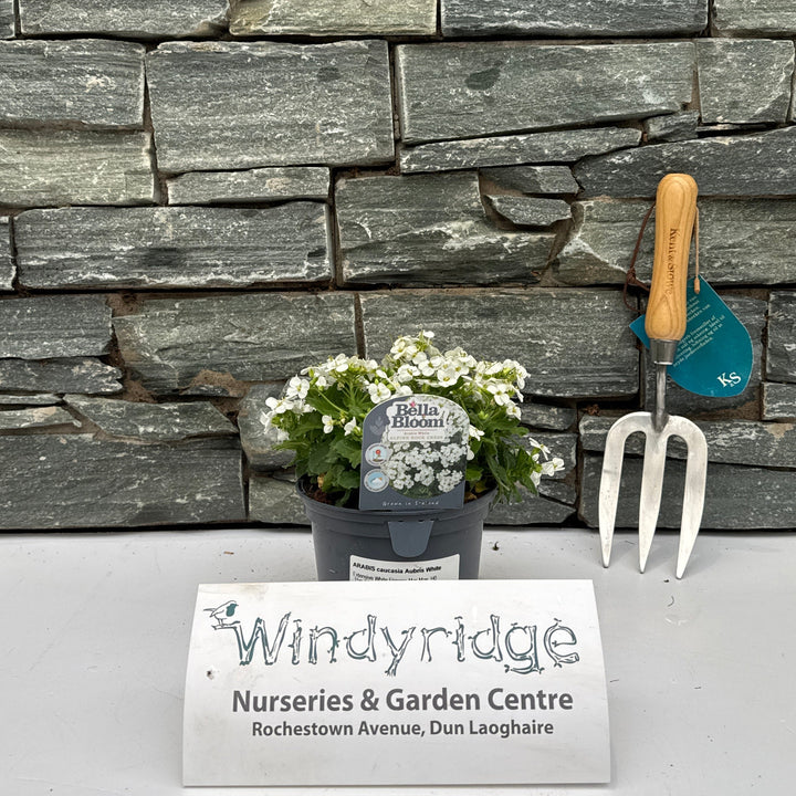 Arabis Caucasia Aubris White - Bedding - Windyridge Garden Centre