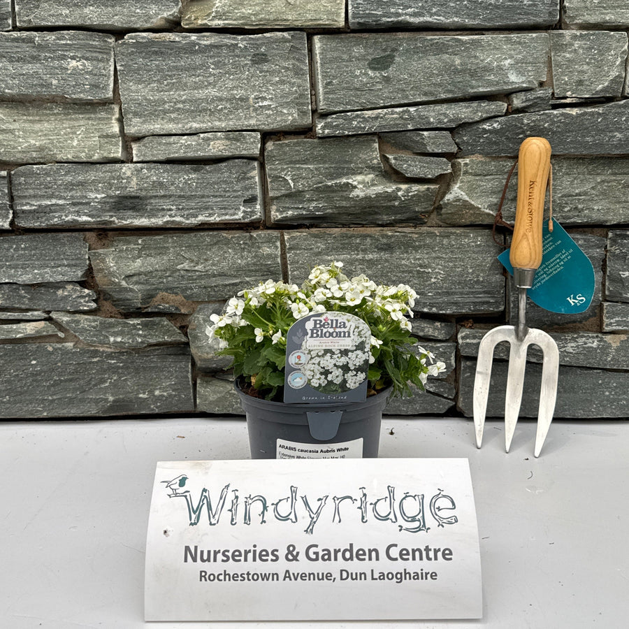 Arabis Caucasia Aubris White - Bedding - Windyridge Garden Centre