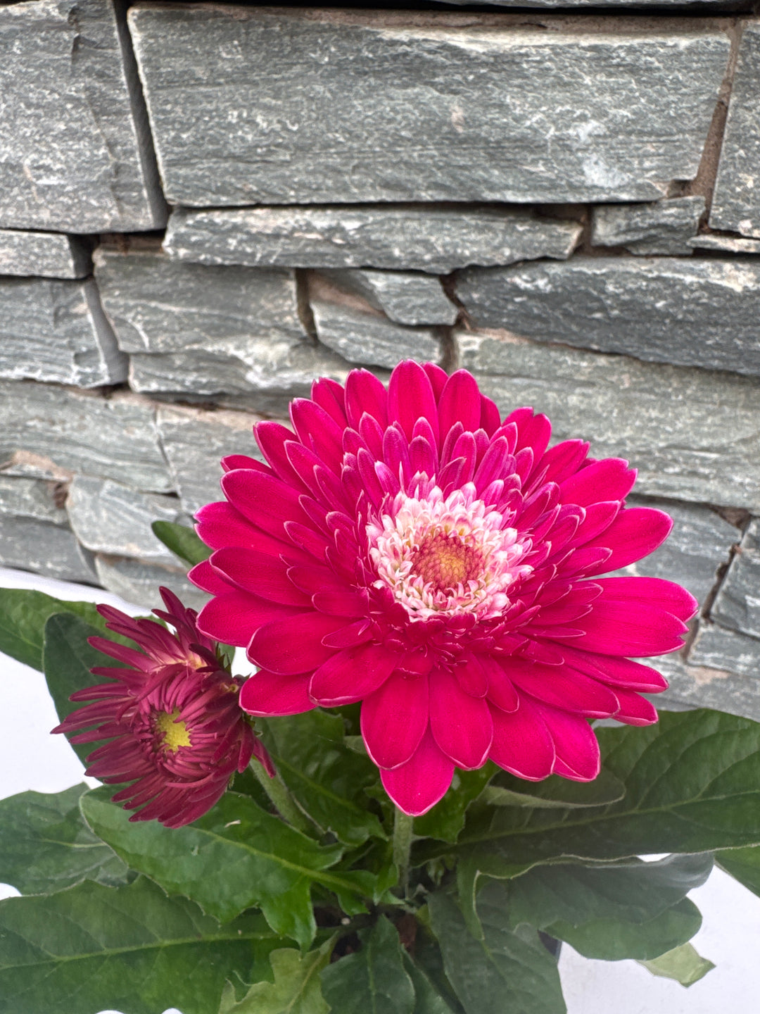 GERBERA garvinea Sweet Femmy