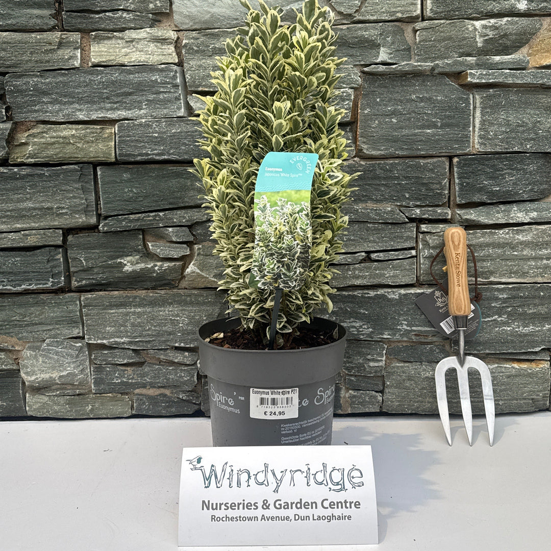 Euonymus White spire P21