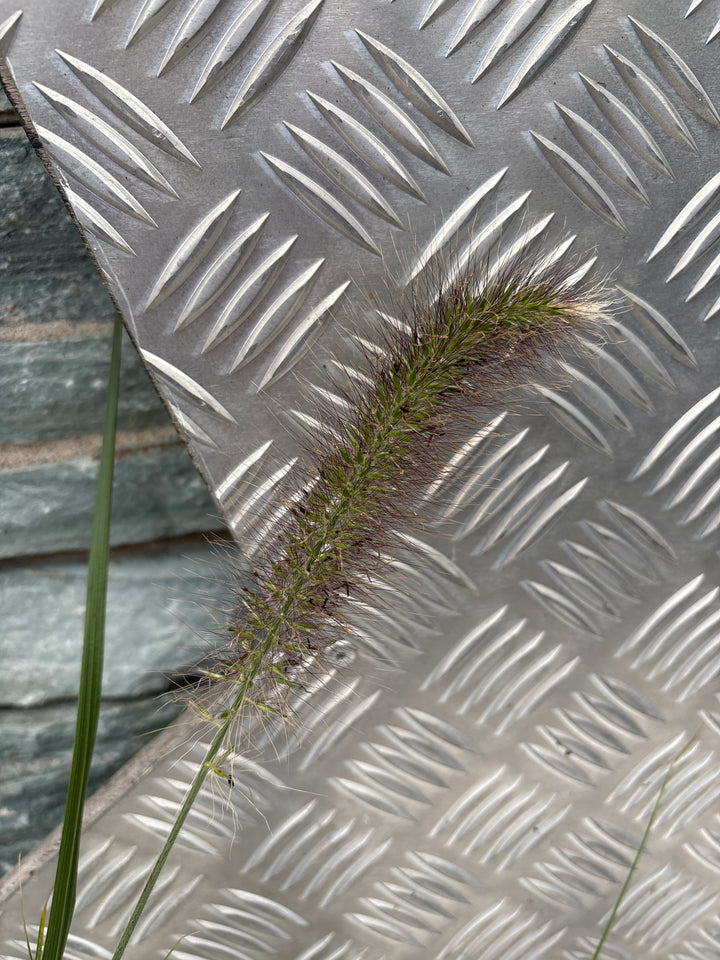 PENNISETUM alopecuroides 3L
