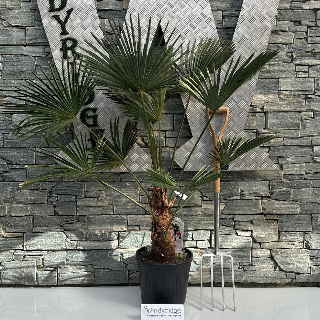 Trachycarpus wagnerianus