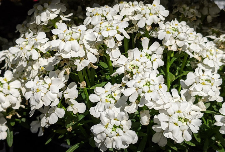 Iberis-semp.-Snow-Cone-Flower-2