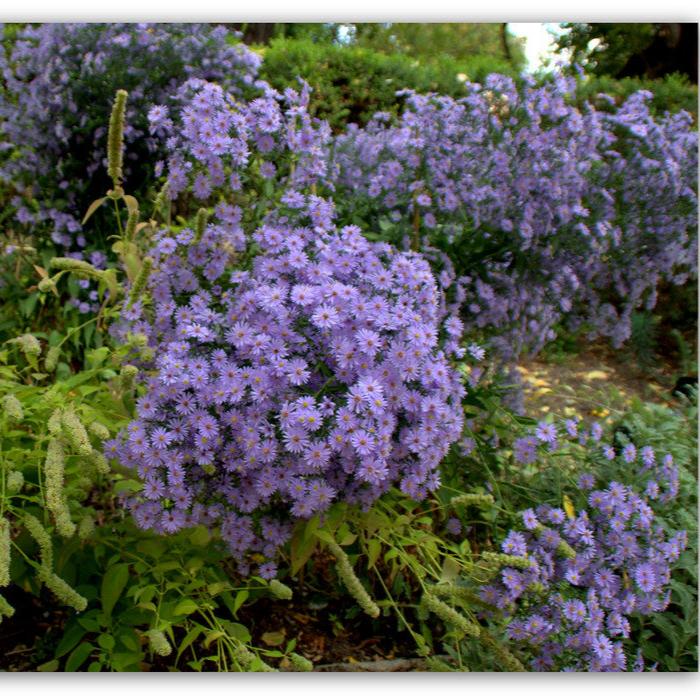 Aster-Little-Carlow-Flower-1