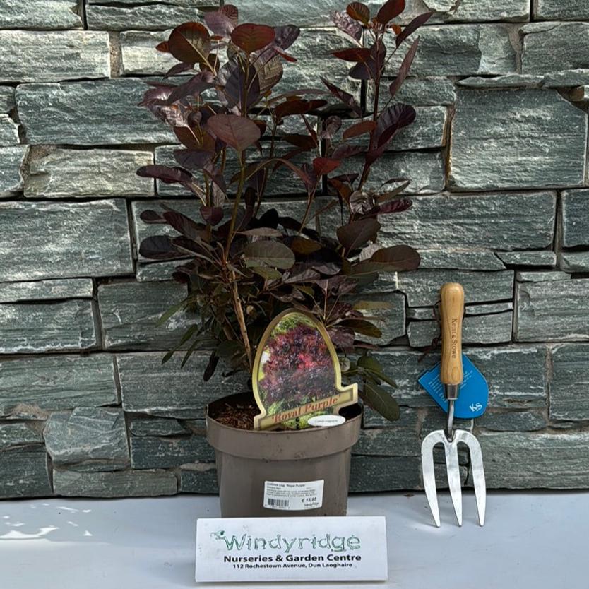 Cotinus Cog. Royal Purple - Shrubs - Windyridge Garden Centre