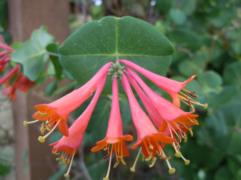 Lonicera-brownii-Dropmore-Scarlet-Flower