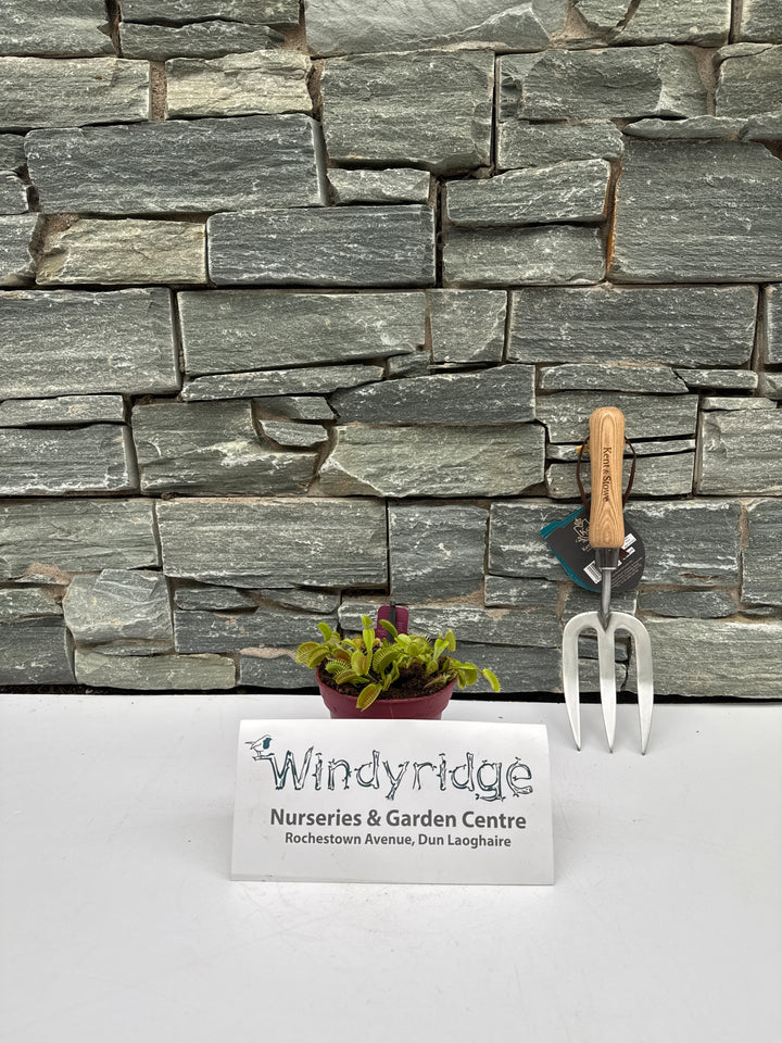 Dionaea muscipula Venus Flytrap  P12