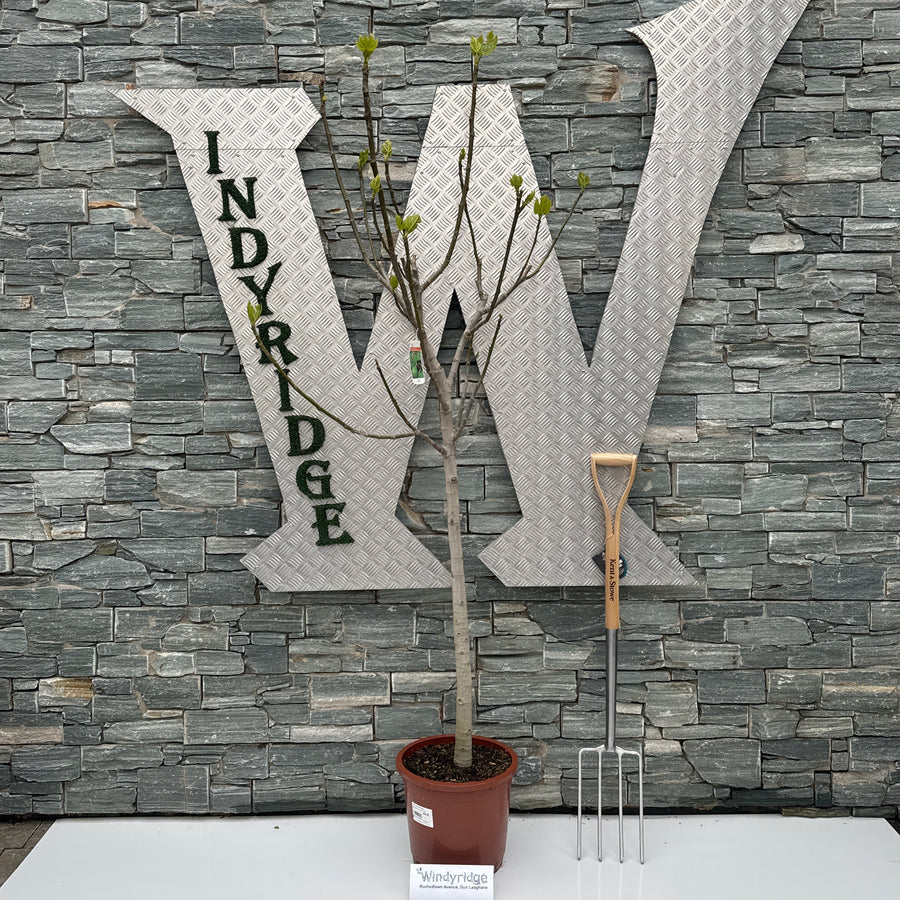 Ficus Carica 120-130Cm - Trees - Windyridge Garden Centre