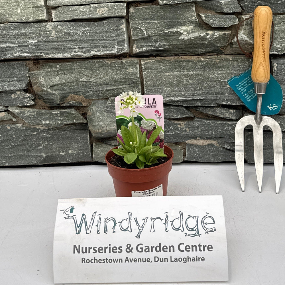 Primula Denticulata Mix - Bedding - Windyridge Garden Centre