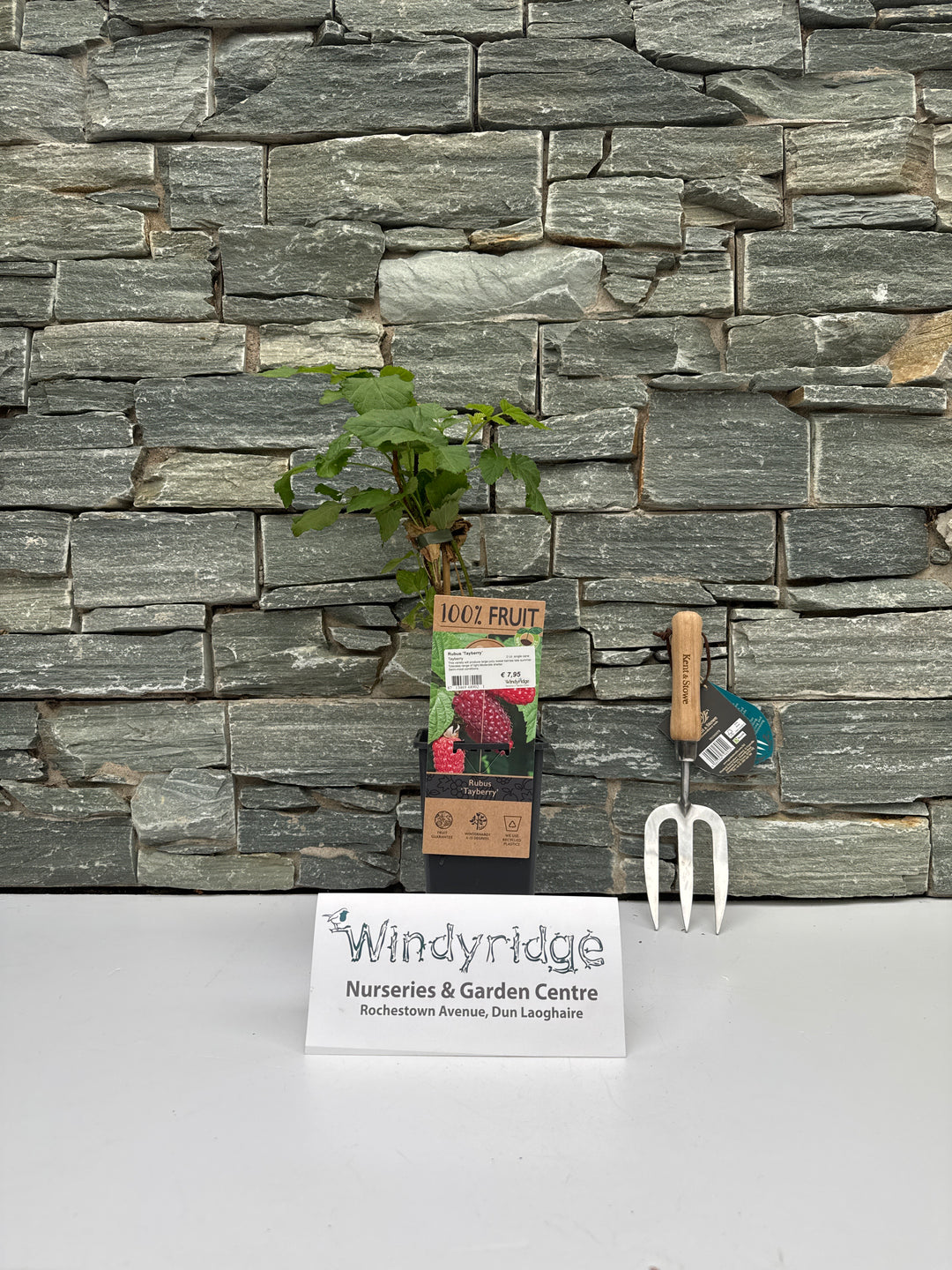 Rubus Tayberry  2 Ltr, single cane