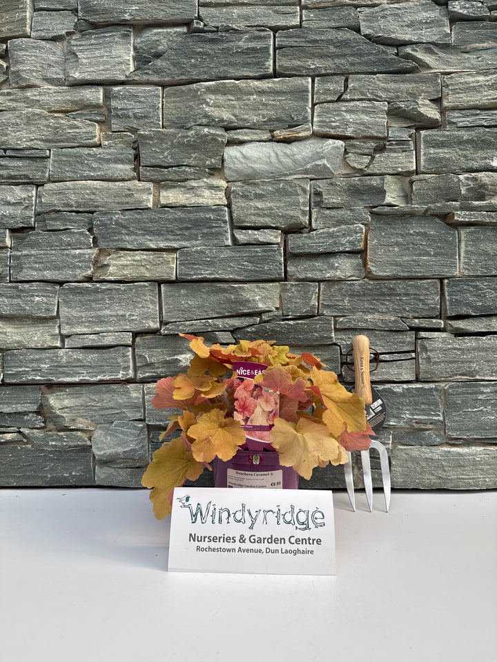 Heuchera Caramel