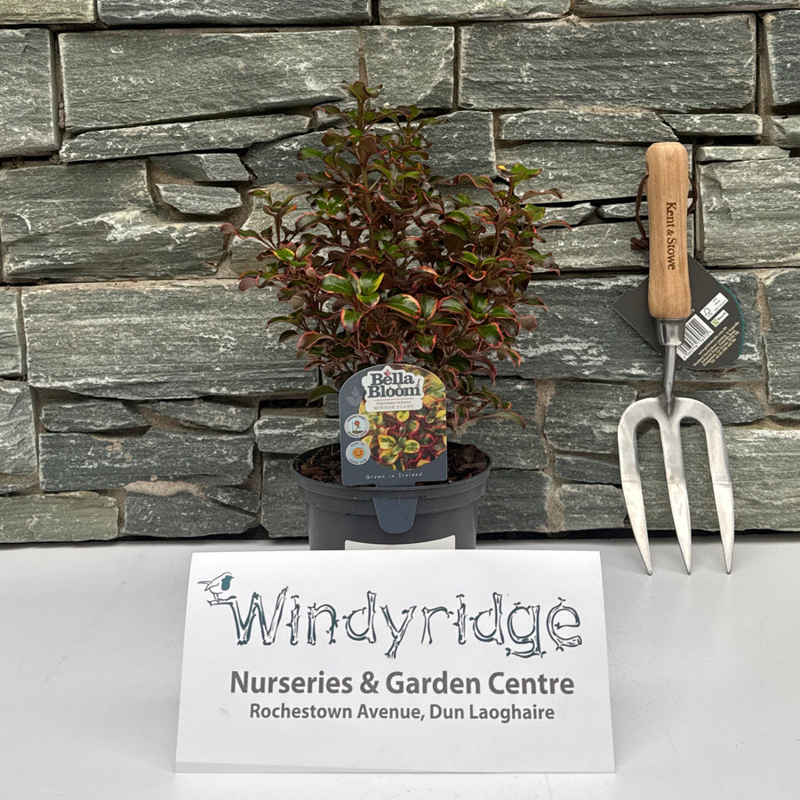 Coprosma Inferno - Herbaceous - Windyridge Garden Centre