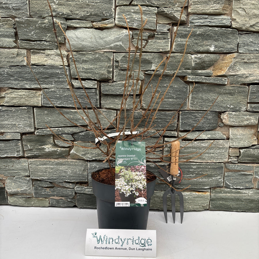 Viburnum Plicatum Kilimandjaro - Shrubs - Windyridge Garden Centre