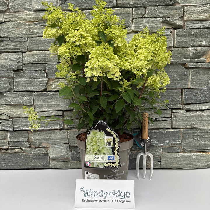 HYDRANGEA PAN. SKYFALL 7.5Ltr Pot