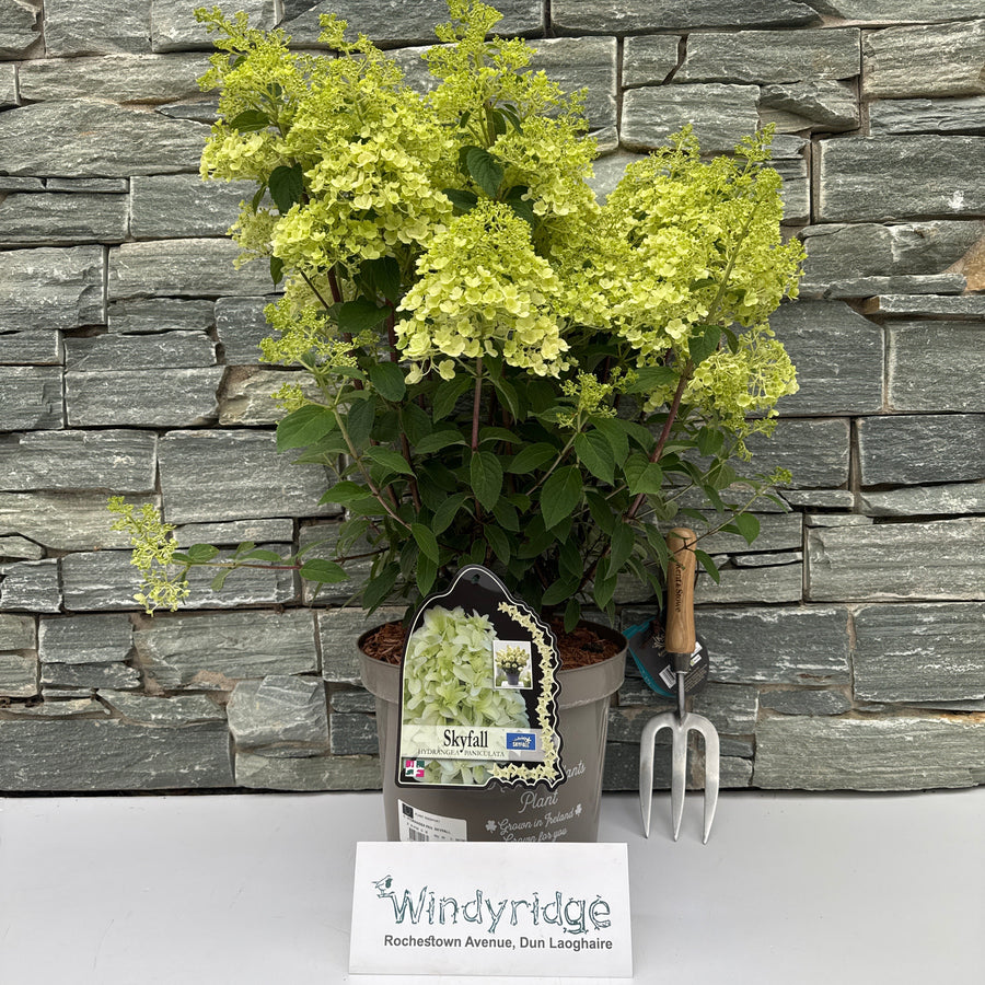 Hydrangea Pan. Skyfall 7.5Ltr Pot - Shrubs - Windyridge Garden Centre
