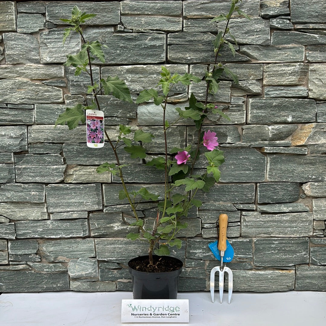 Lavatera olbia Rosea