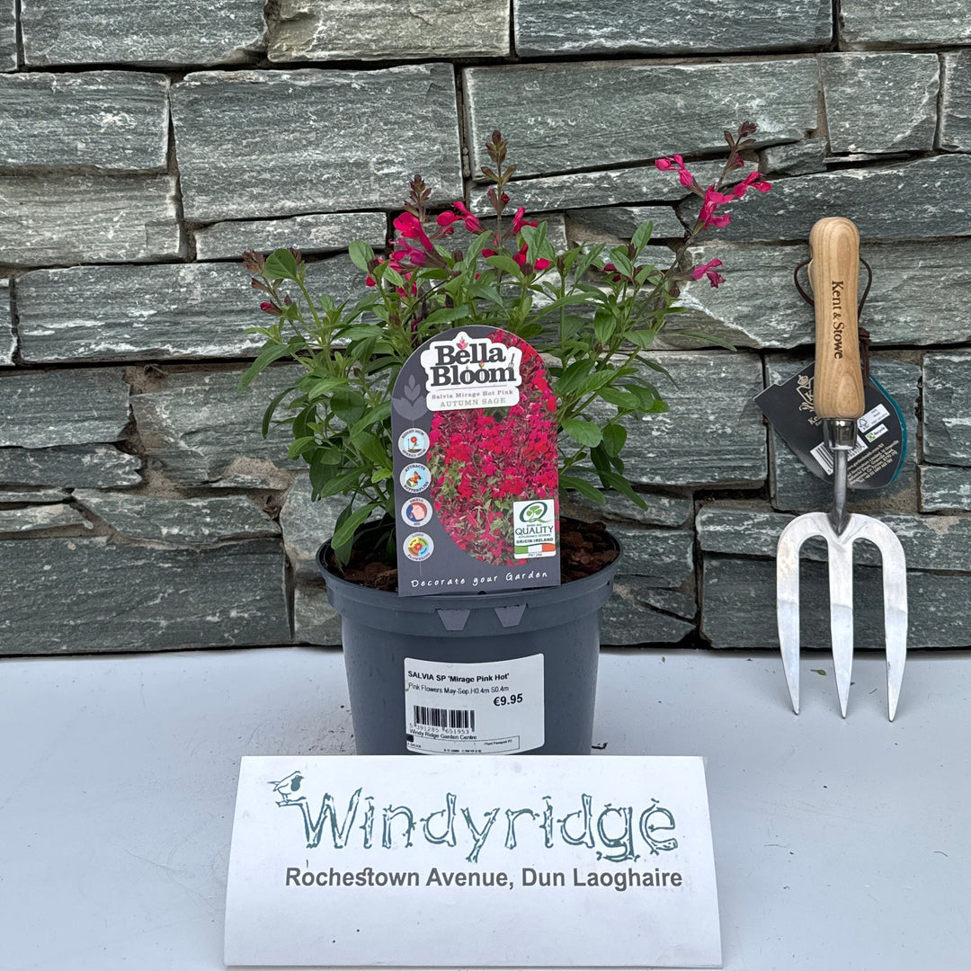 SALVIA SP 'Mirage Pink Hot' - Herbaceous - Windyridge Garden Centre