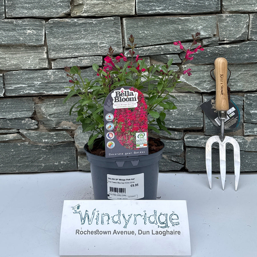SALVIA SP 'Mirage Pink Hot' - Herbaceous - Windyridge Garden Centre