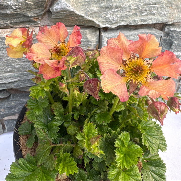 GEUM Mai Tai