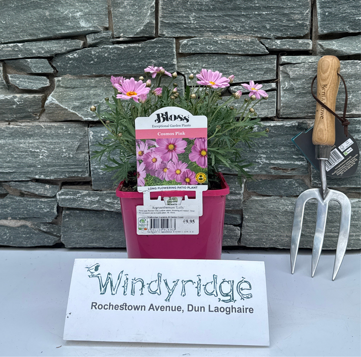 Argryanthemum Lolly