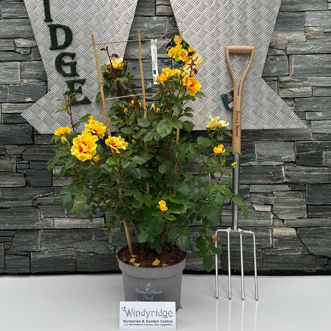 ROSA TIGER