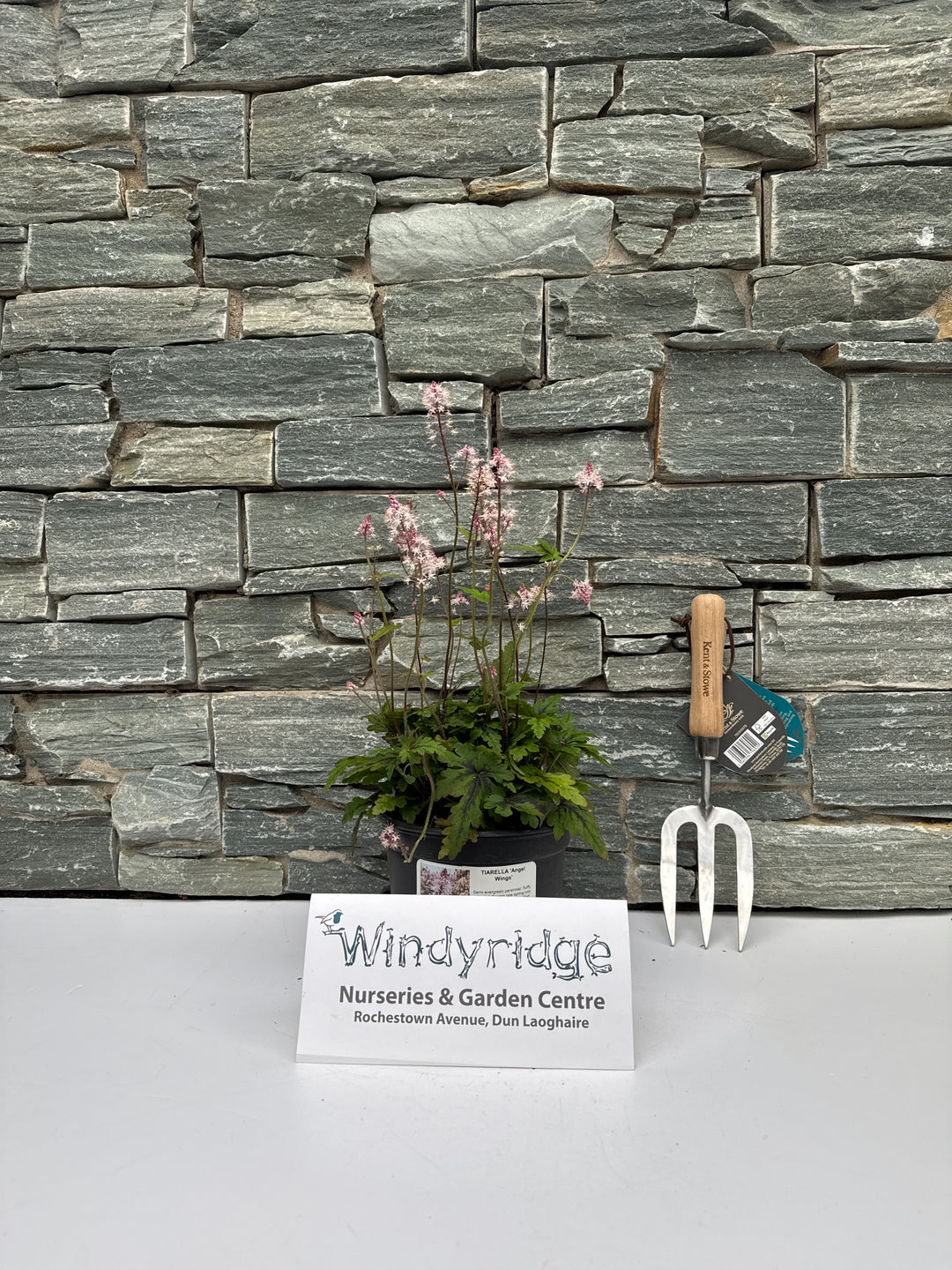 TIARELLA Angel Wings