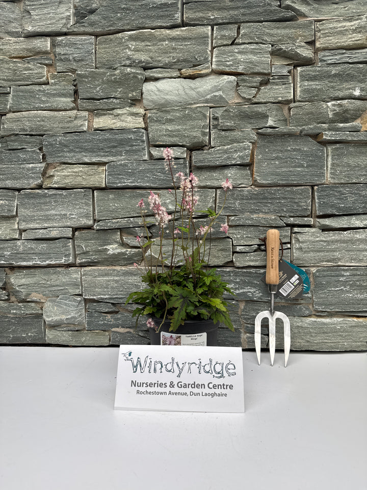 TIARELLA Angel Wings