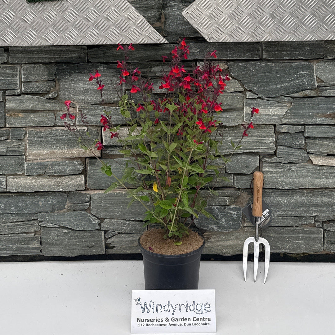 SALVIA 'Wine & Roses'
