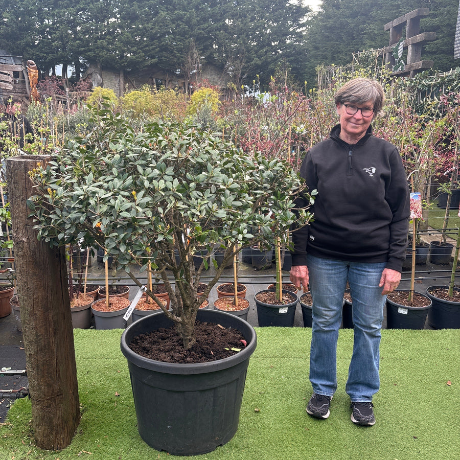 Osmanthus Heterophyllus Clt 130 H 100 - 150 Cm     Paracadute - Shrubs - Windyridge Garden Centre