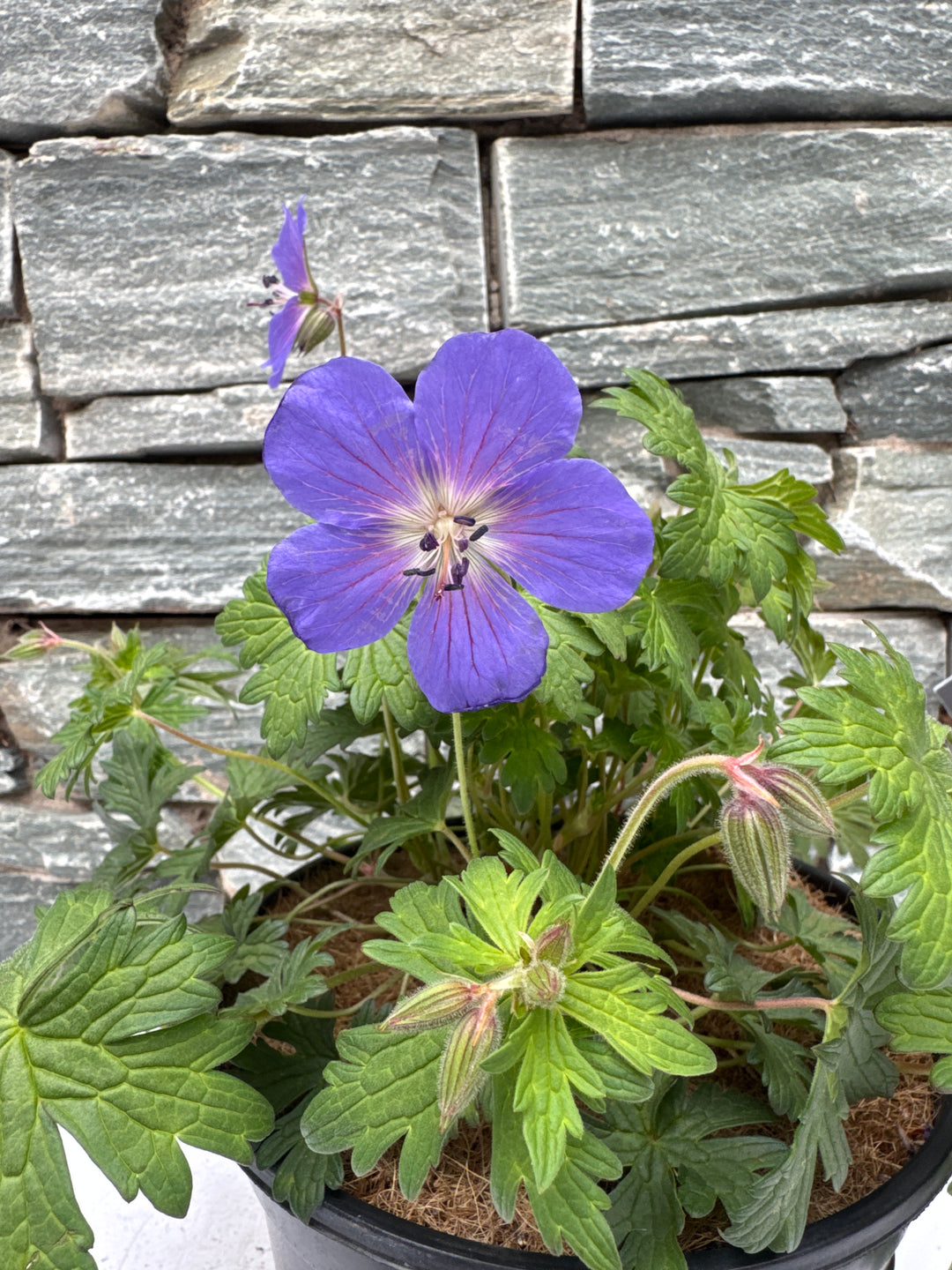 GERANIUM him. 'Baby Blue'