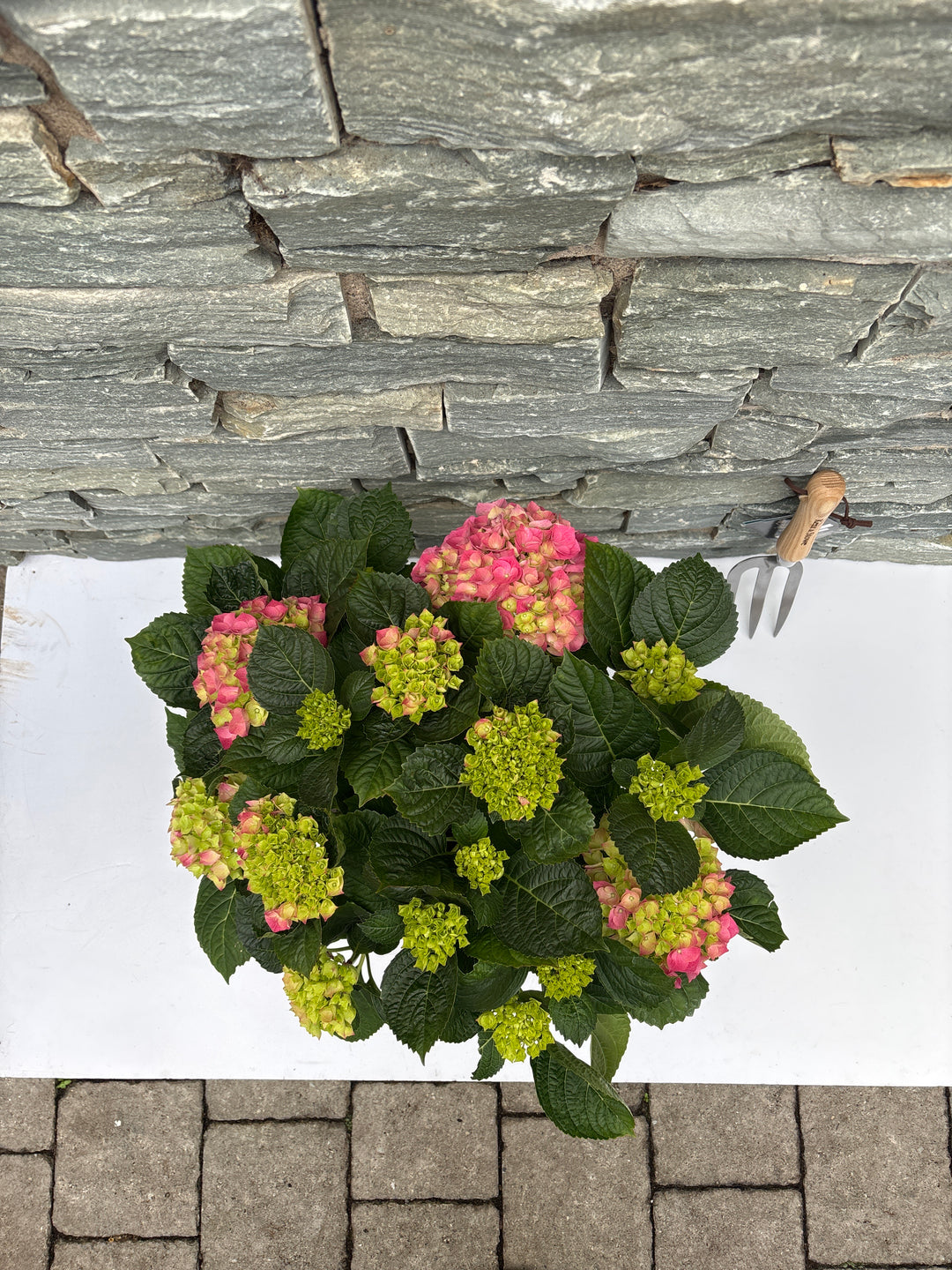 Hydrangea (Jg) Macrophylla Pink P23 - Shrubs - Windyridge Garden Centre