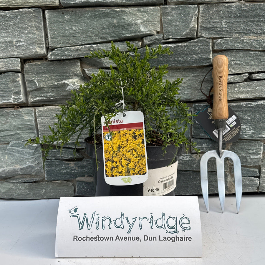 Genista Lydia - Shrubs - Windyridge Garden Centre
