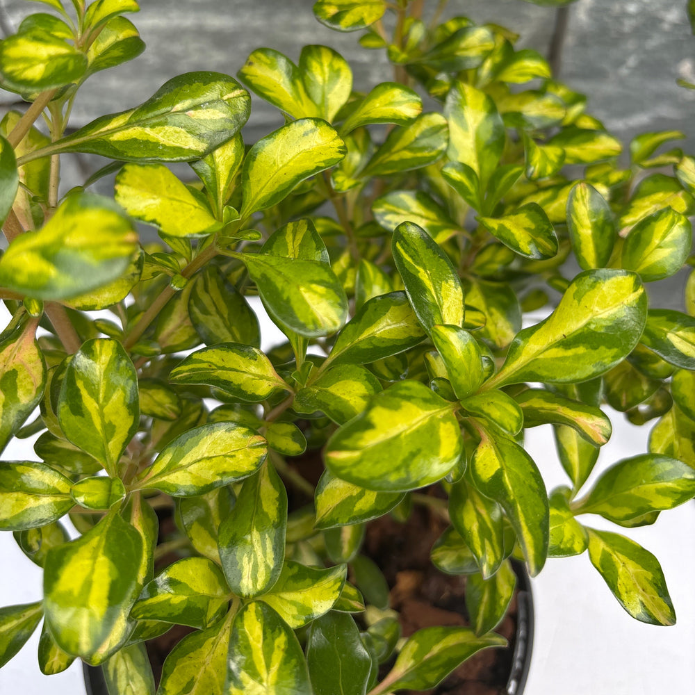 Coprosma Lemon And Lime - Shrubs - Windyridge Garden Centre