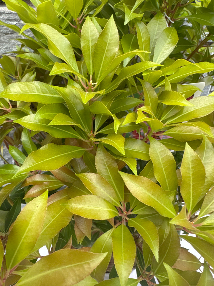 Pieris Mountain Fire - Shrubs - Windyridge Garden Centre