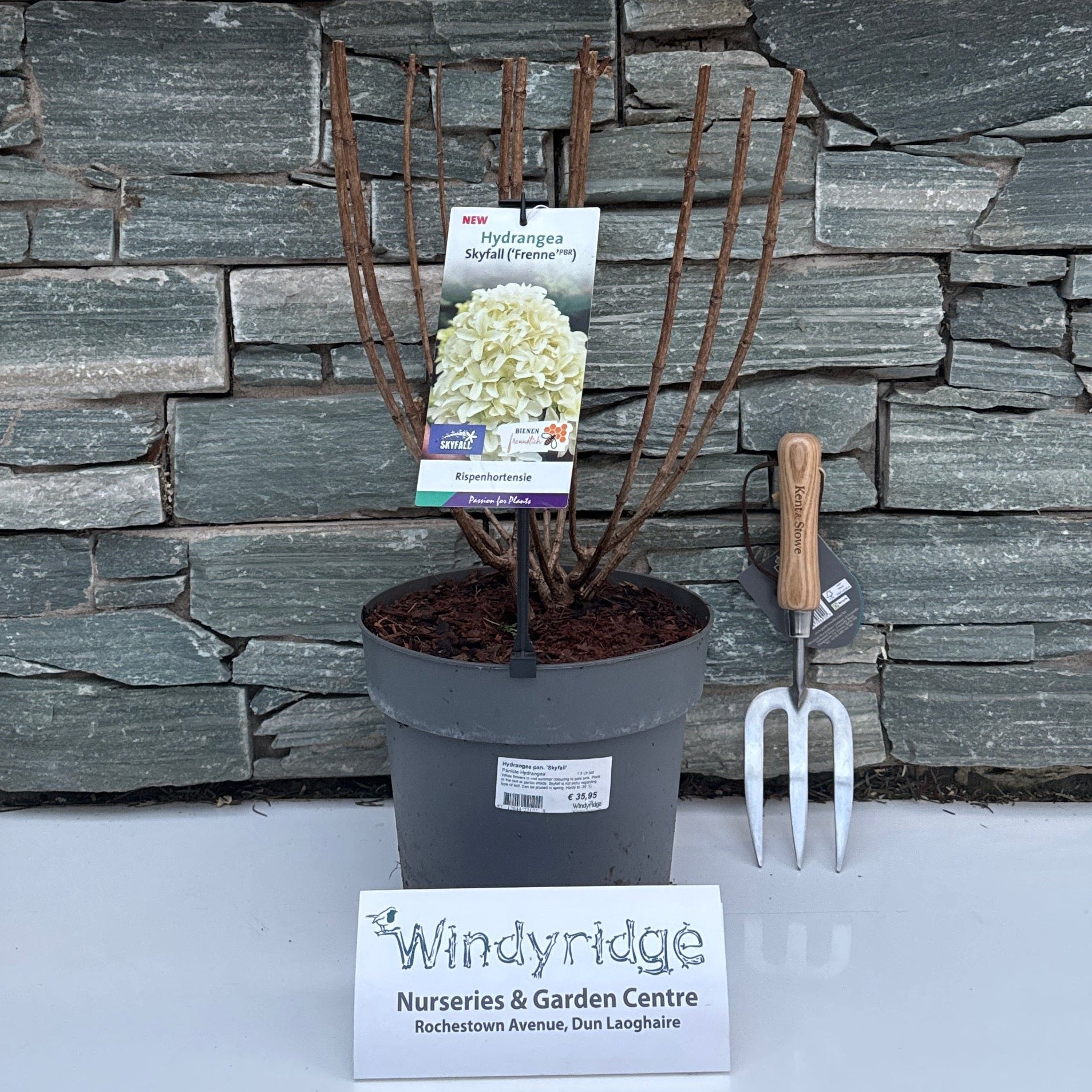 Hydrangea pan. Skyfall 7.5 Ltr pot – Windyridge Garden Centre
