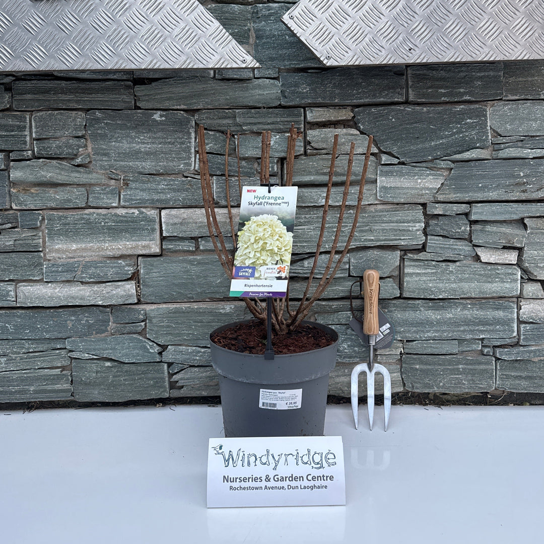 Hydrangea pan. Skyfall  7.5 Ltr pot