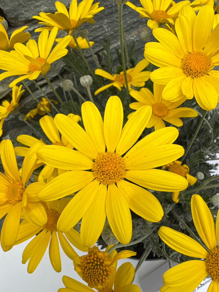 EURYOPS PECHTINATUS