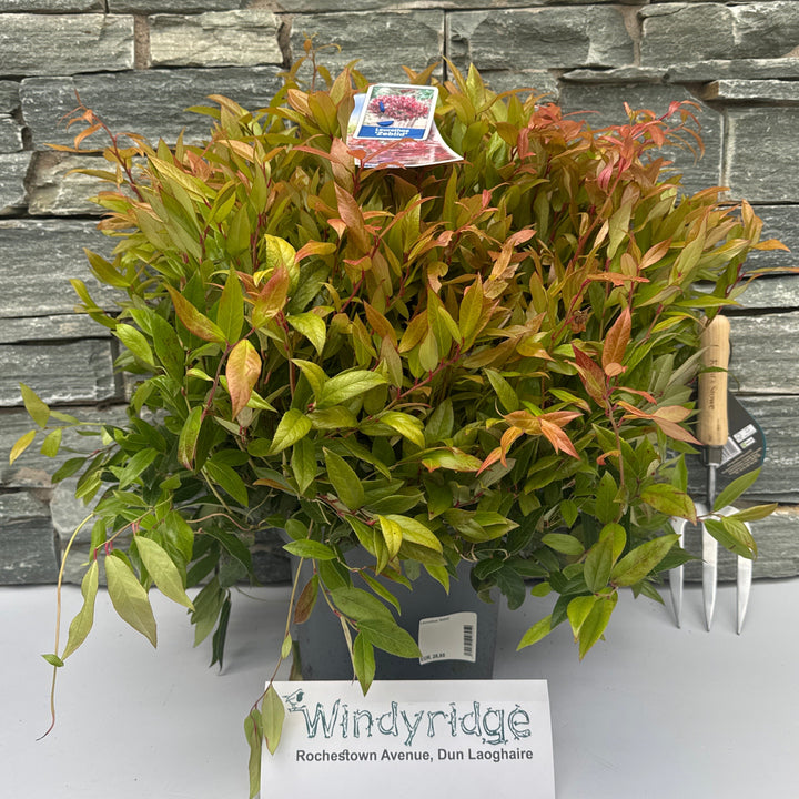 Leucothoe Zeblid