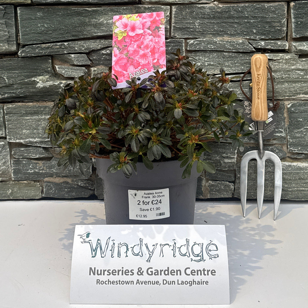 Azalea Anne Frank  30-35Cm- Shrubs - Windy Ridge Garden Centre