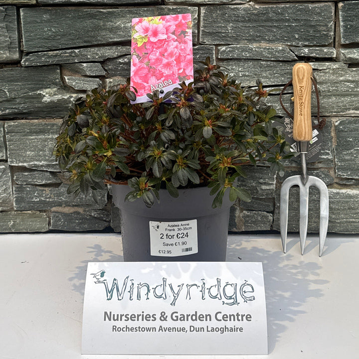 Azalea Anne Frank  30-35Cm- Shrubs - Windy Ridge Garden Centre
