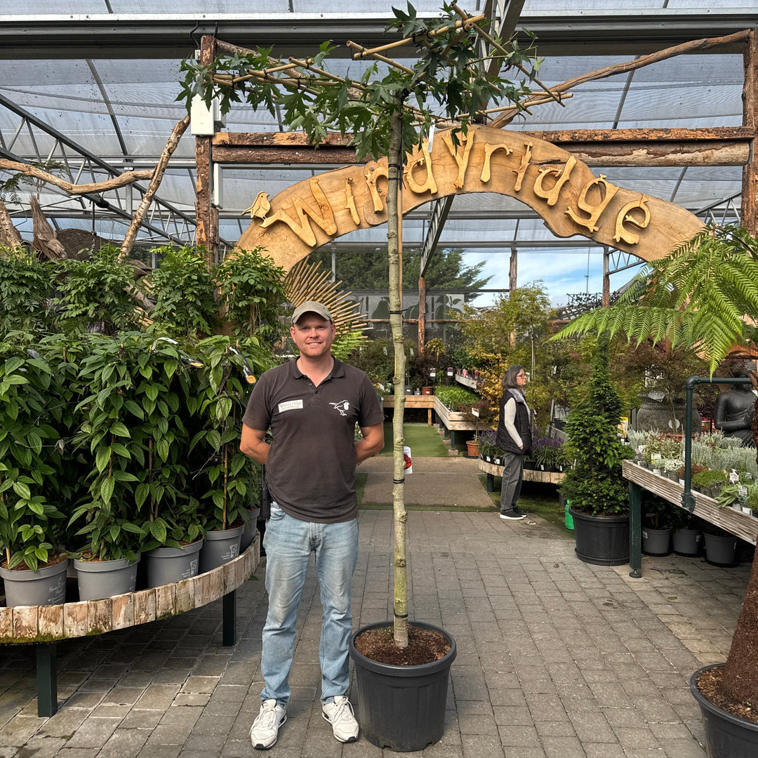 Liquidambar s. 'Worplesdon'
 240cm stem 120x120 C45 High-standard roof
 form 12/14 Square
