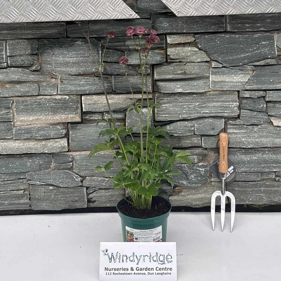 Astrantia m. 'Magical Red'
